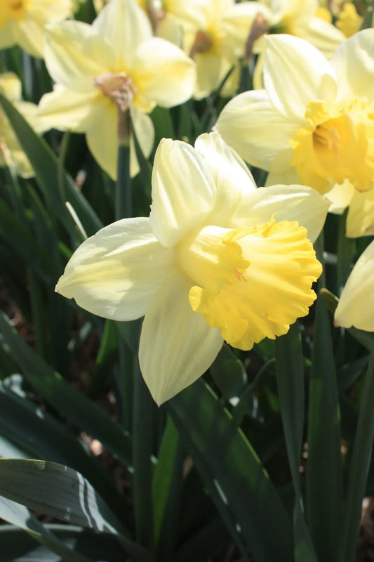 Untreated Narcissus Pistachio® flower bulbs size sp14/16 (2004000) for individuals