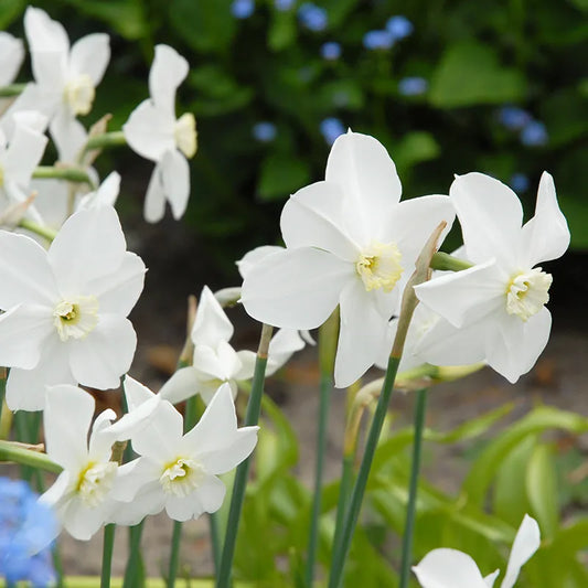 Untreated Narcissus Polar Ice flower bulbs size sp12/14 (2004100) for individuals