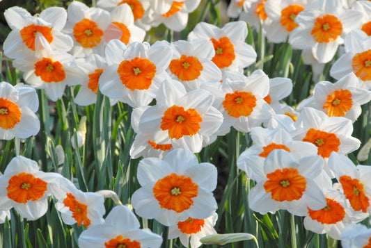Untreated Narcissus Professor Einstein flower bulbs size sp12/14 (2004210) for individuals