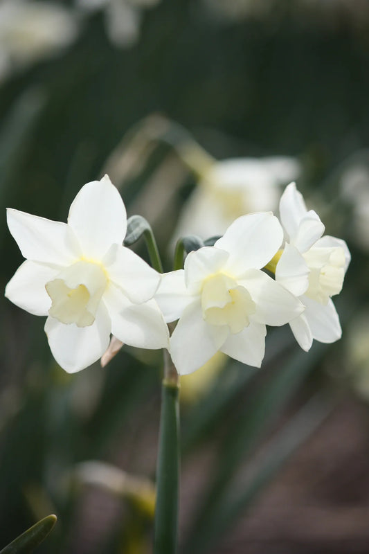 Untreated Narcissus Pueblo flower bulbs size z10/12 (2021710) for individuals