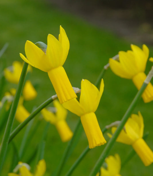 Untreated Narcissus Rapture flower bulbs size z12/14 (2026500) for individuals
