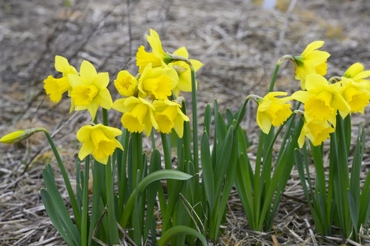 Untreated flower bulbs Narcissus Rijnveld's Early Sensation size z12/14 (2034900) for private individuals