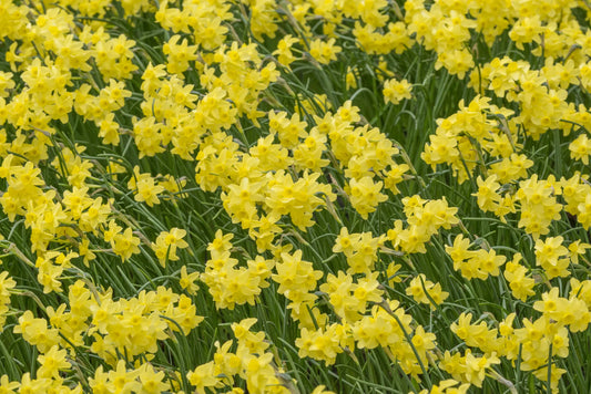 Untreated flower bulbs Narcissus Sabrosa size z8/+ (2027500) for individuals