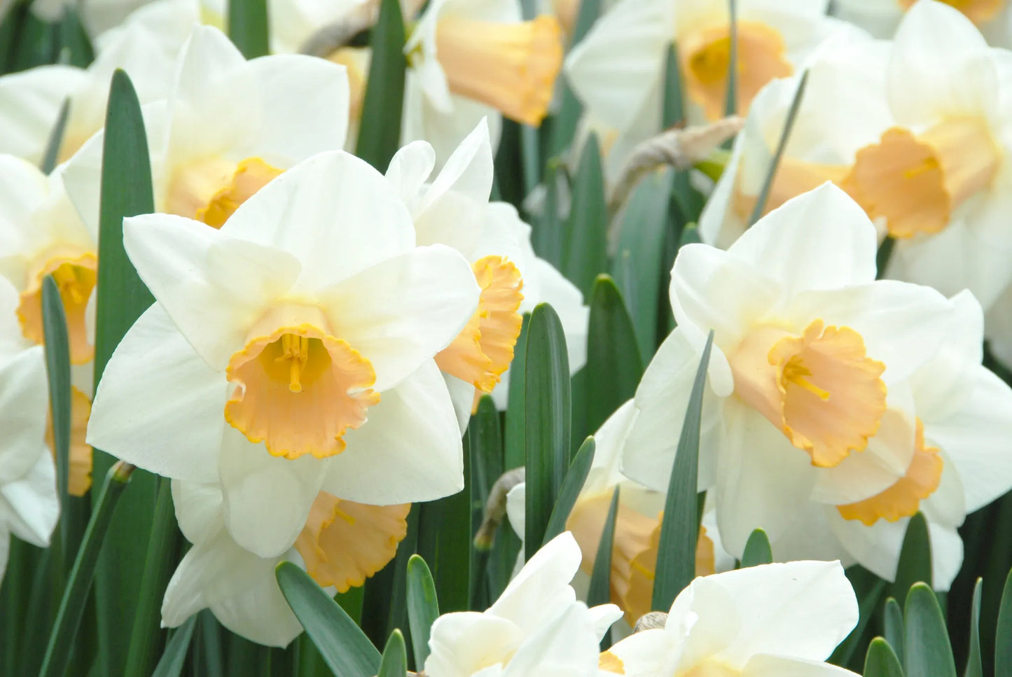 Untreated flower bulbs Narcissus Salome size sp14/16 (2004900) for individuals