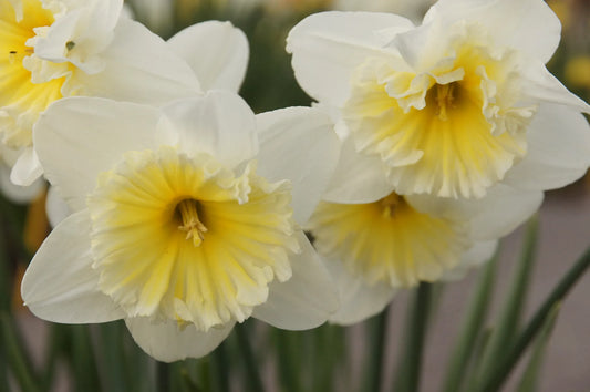 Untreated Narcissus Slim Whitman flower bulbs size sp14/16 (2025400) for individuals