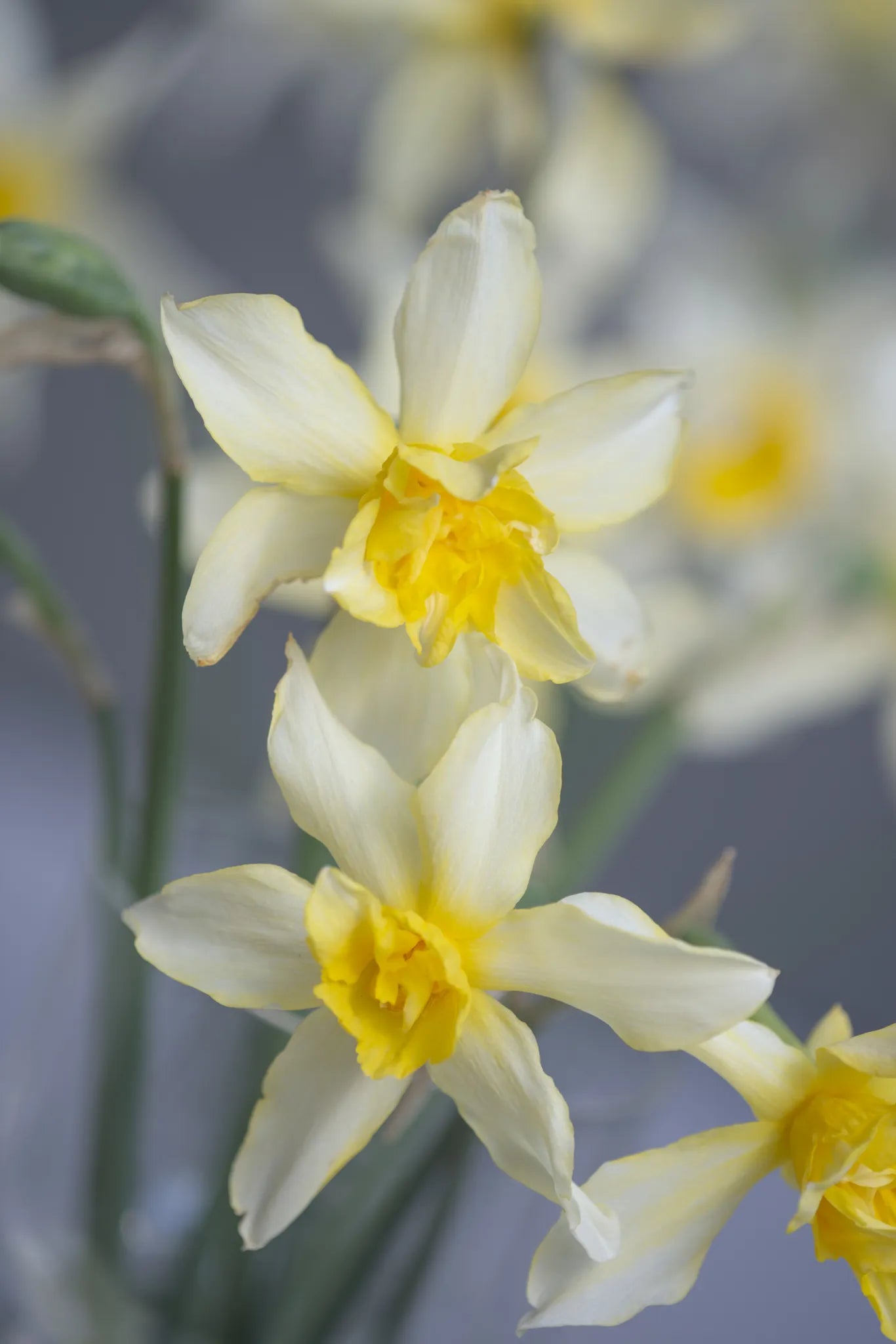 Sophie's Choice Untreated Narcissus Flower Bulbs Size 1 (2033200) for Individuals