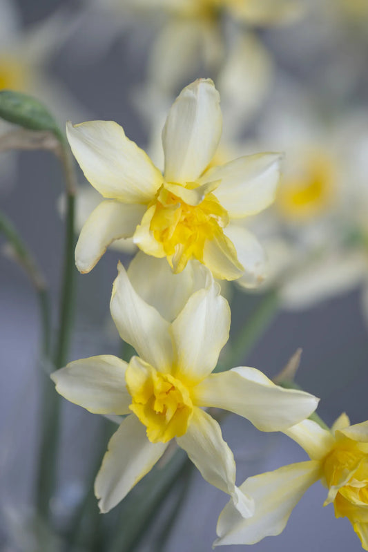 Sophie's Choice Untreated Narcissus Flower Bulbs Size 1 (2033200) for Individuals