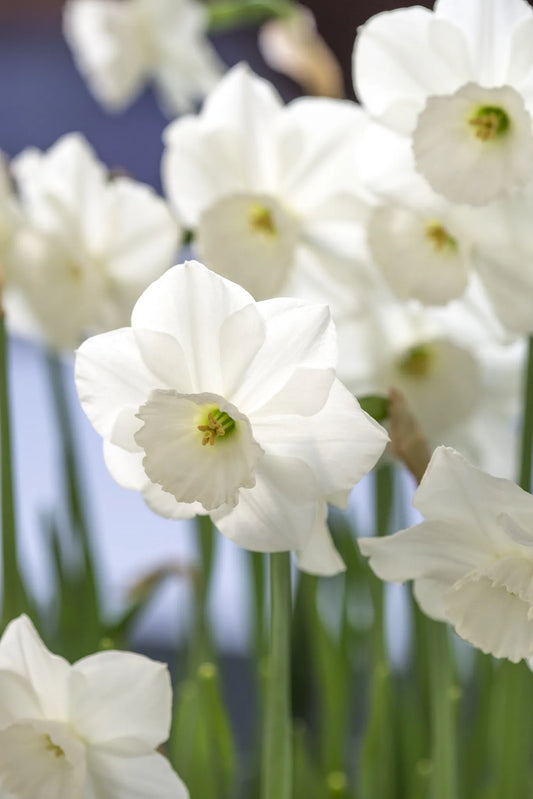 Untreated Narcissus Stainless flower bulbs size sp10/12 (2005120) for individuals