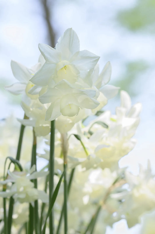 Untreated Narcissus Starlight Sensation® flower bulbs size z12/14 (2026700) for individuals