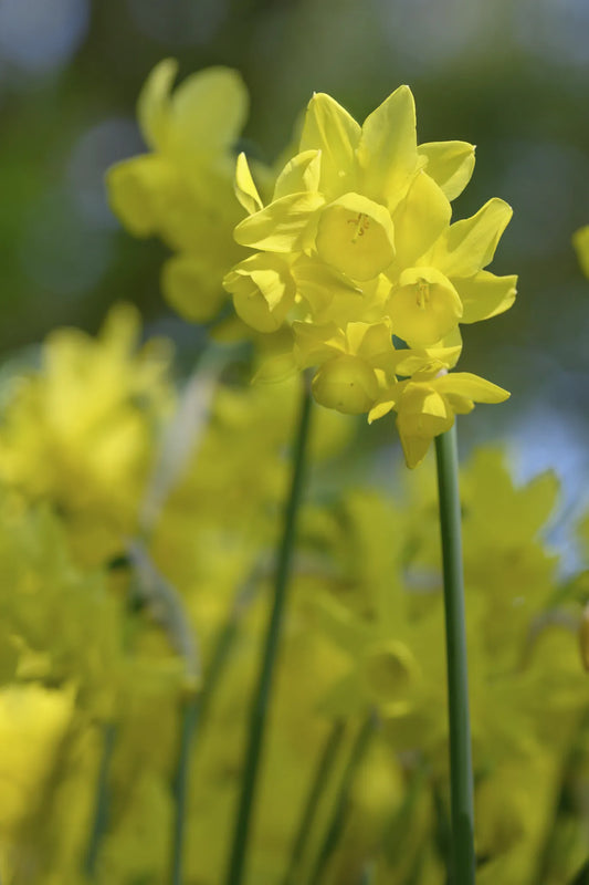 Untreated Narcissus Sunlight Sensation® flower bulbs size z12/14 (2034500) for individuals