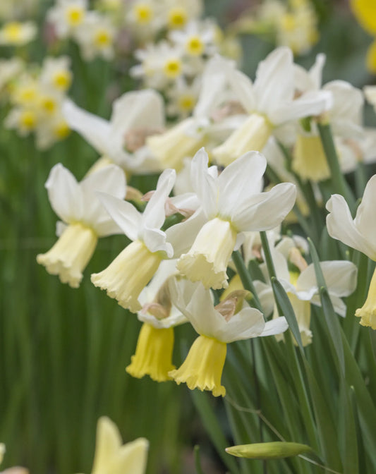 Untreated Narcissus Surfside flower bulbs size z12/14 (2028700) for individuals