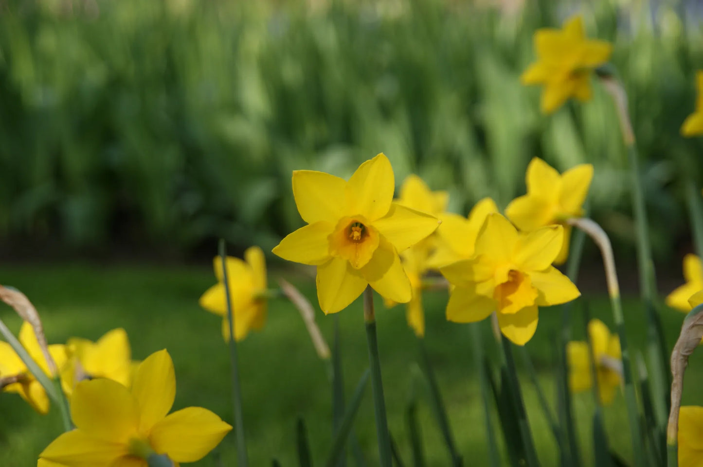 Untreated Narcissus Sweetness flower bulbs size z12/14 (2020010) for individuals