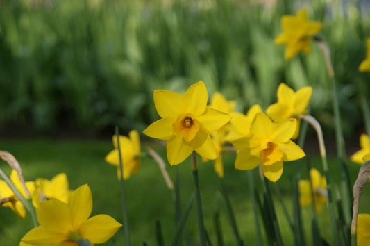 Untreated Narcissus Sweetness flower bulbs size z12/14 (2020010) for individuals