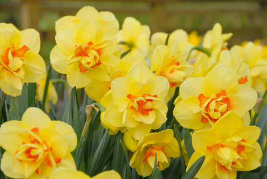 Untreated Narcissus Tahiti flower bulbs size sp14/16 (2005500) for individuals