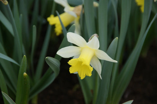 Untreated flower bulbs Narcissus Topolino size z10/+ (2005900) for individuals
