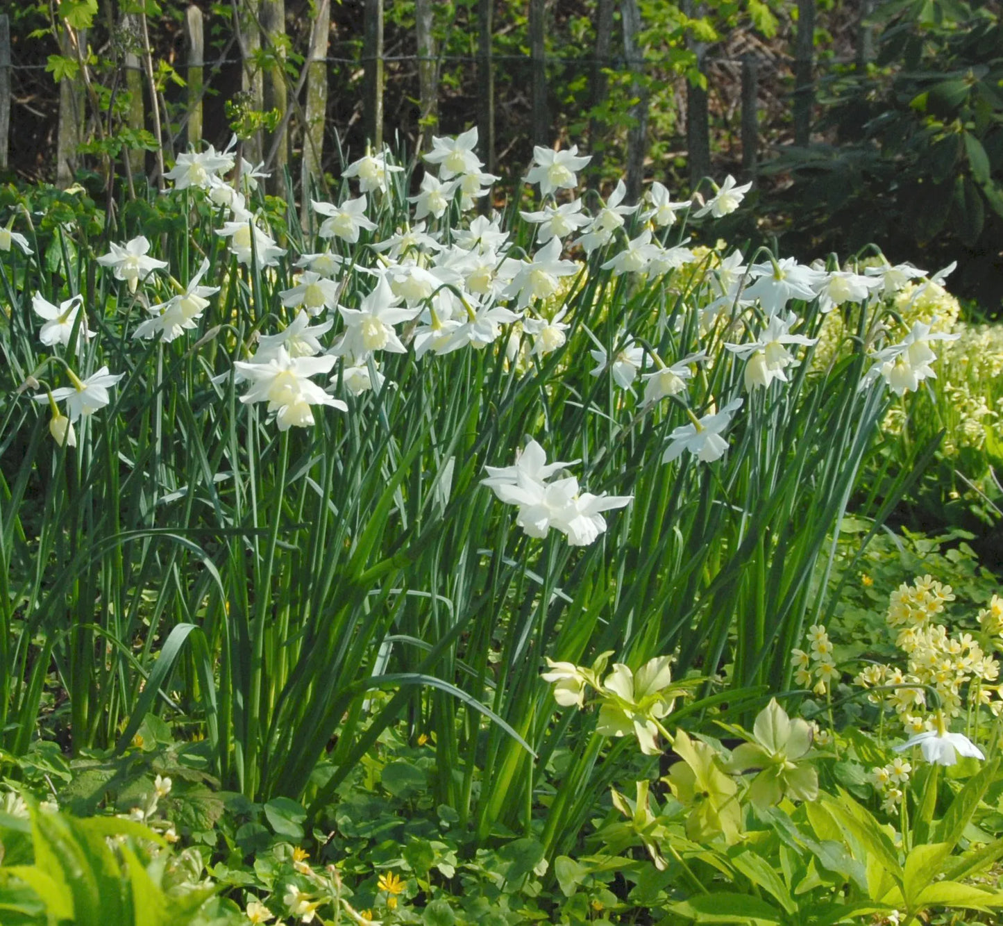 Untreated Narcissus Tresamble flower bulbs size z12/+ (2021100) for individuals