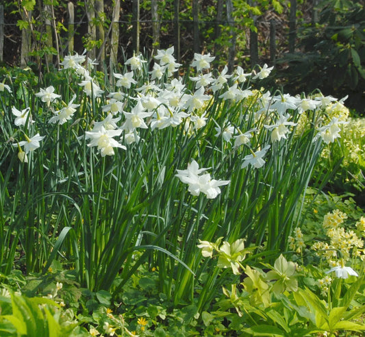 Untreated Narcissus Tresamble flower bulbs size z12/+ (2021100) for individuals