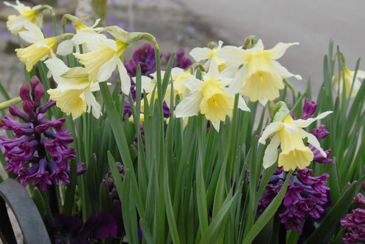 Untreated flower bulbs Narcissus WP Milner size z8/10 (2006510) for individuals