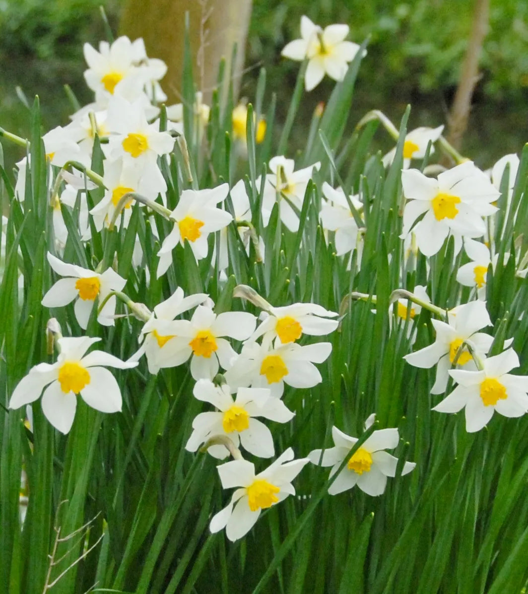 Bulbes de fleurs Non-Traité Narcissus  White Lady calibre sp12/14 (2006300)