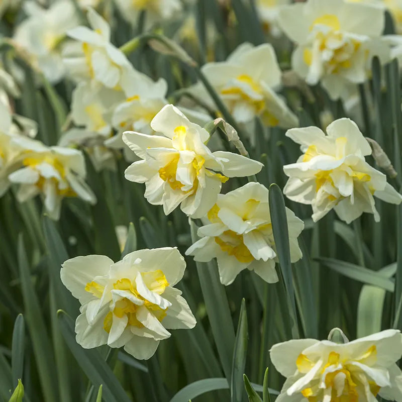 Untreated Narcissus White Lion flower bulbs size sp14/16 (2006400) for individuals