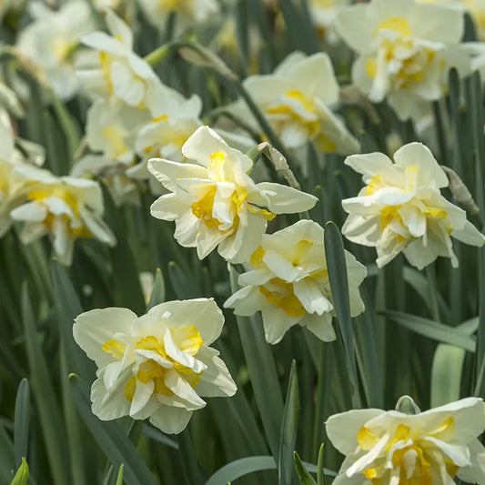 Untreated Narcissus White Lion flower bulbs size sp14/16 (2006400) for individuals