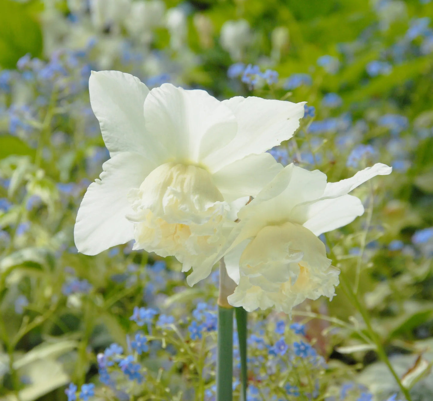 Untreated flower bulbs Narcissus White Marvel size z14/16 (2024110) for individuals