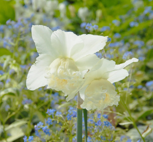 Untreated flower bulbs Narcissus White Marvel size z14/16 (2024110) for individuals