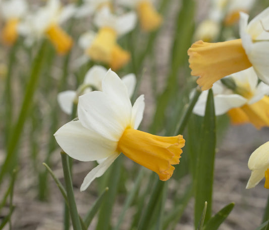 Untreated flower bulbs Narcissus Winter Waltz size z12/14 (2026600) for individuals