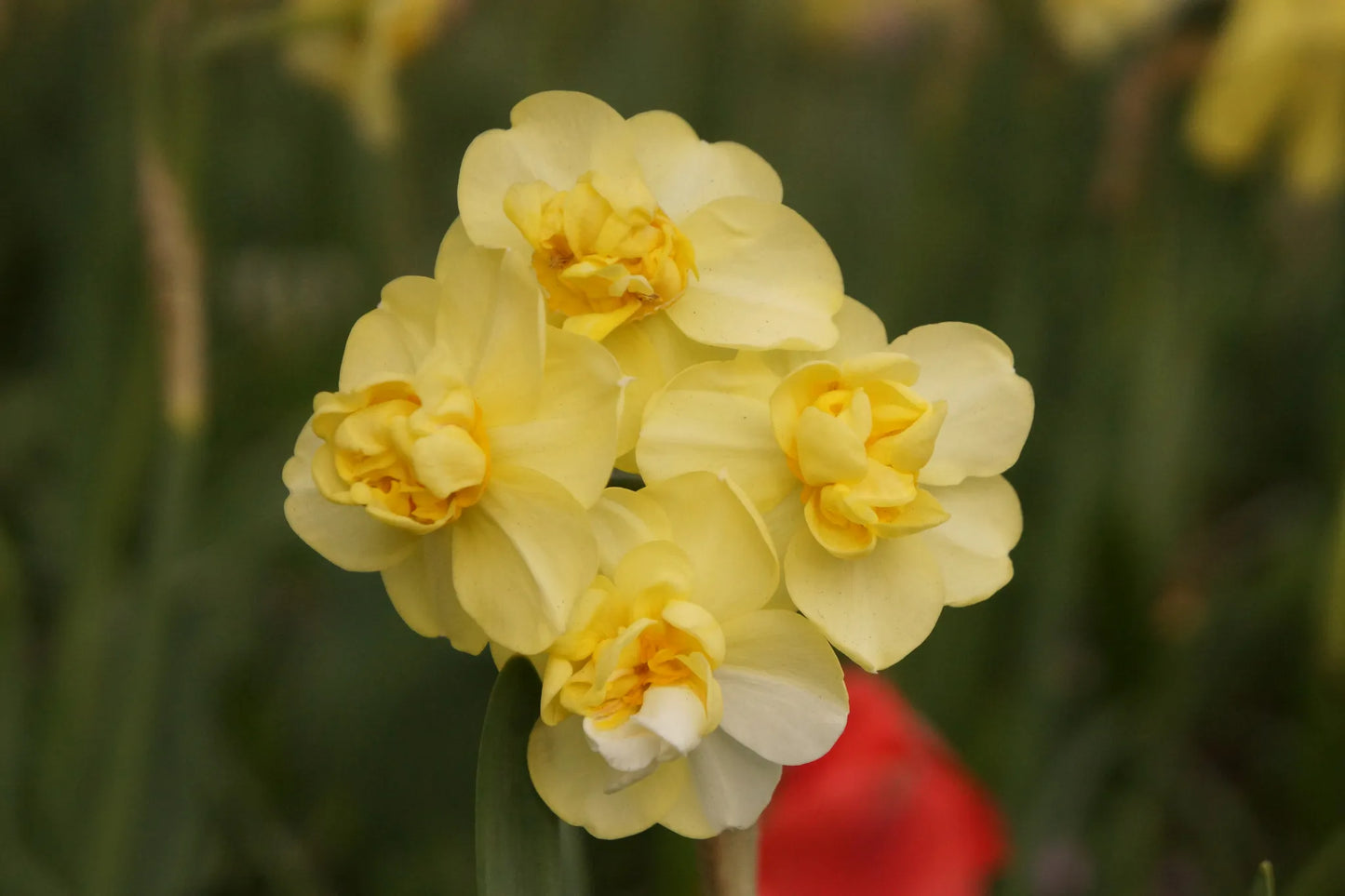 Bulbes de fleurs Non-Traité Narcissus  Yellow Cheerfulness calibre sp14/16 (2006600)