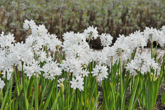 Untreated Narcissus Ziva flower bulbs size 15/16 (2006700) for individuals