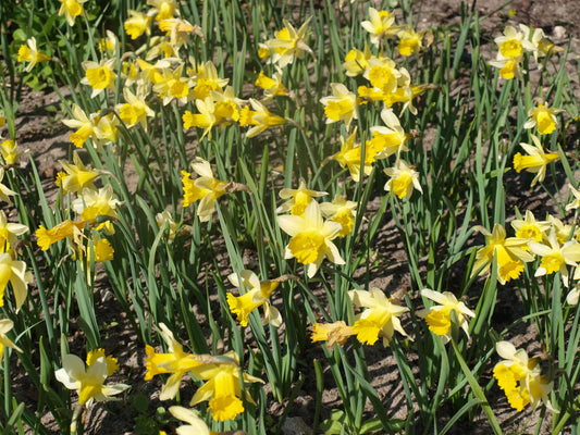 Untreated flower bulbs Narcissus lobularis size z6/+ (2002900) for individuals