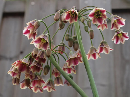 Bulbes de fleurs Non-Traité Allium siculum  calibre 10/+ (3770500)