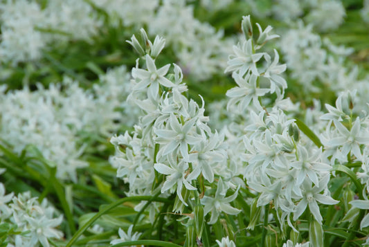 Untreated Ornithogalum nutans flower bulbs size 5/+ (3780510) for individuals