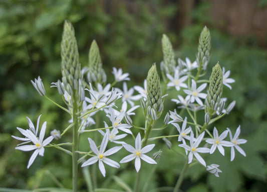 Untreated flower bulbs Ornithogalum ponticum Sochi size 10/+ (3781500) for individuals