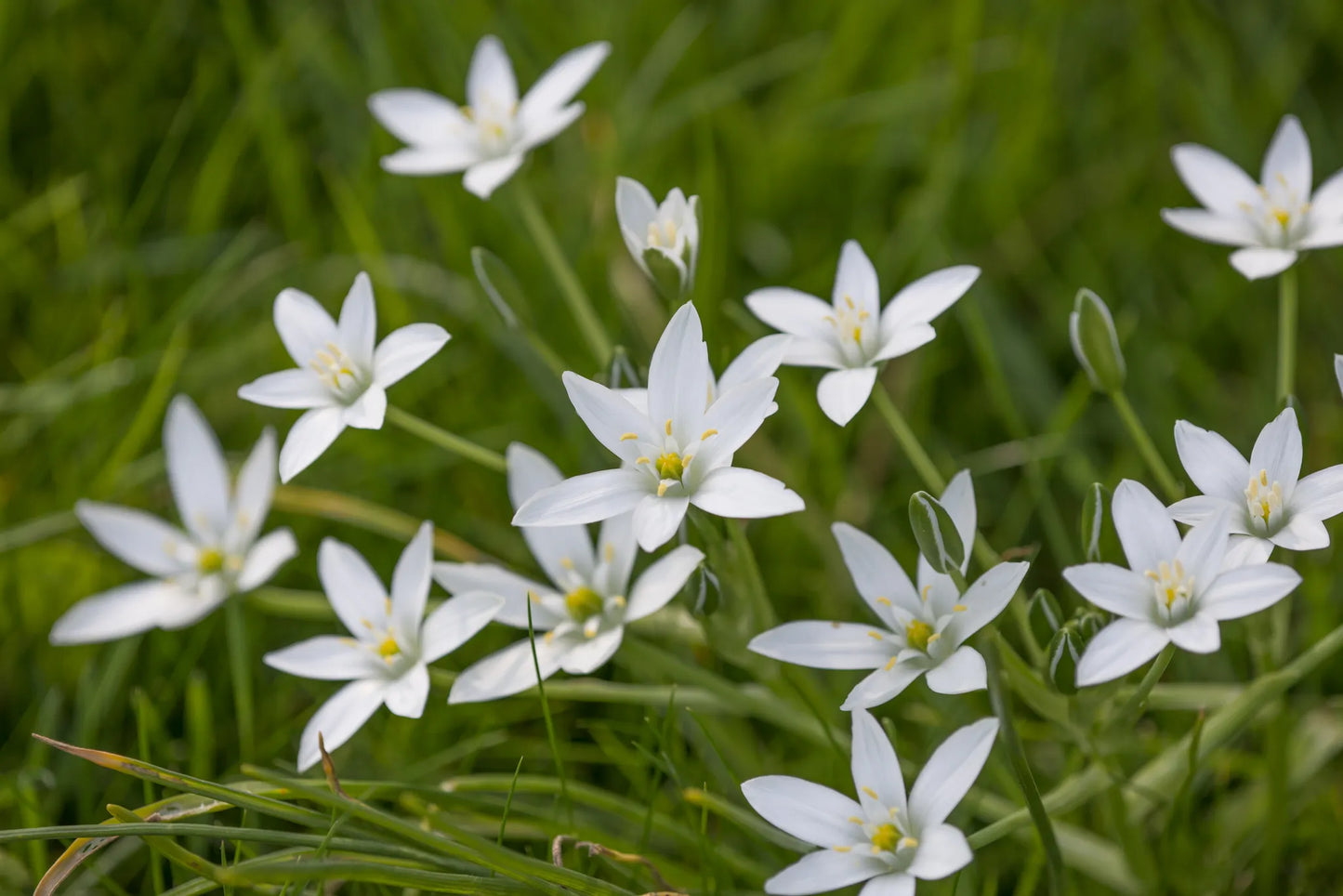 Bulbes de fleurs Non-Traité Ornithogalum umbellatum  calibre 6/+ (3781000)