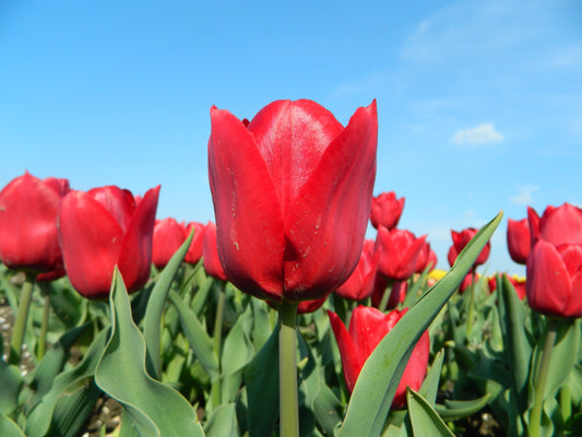 Untreated flower bulbs Tulip Pallada size 12/+ (1011800) for individuals