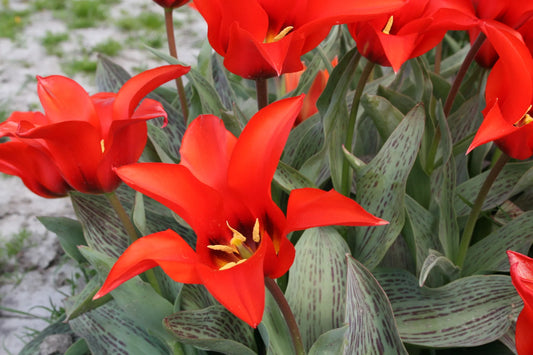 Bulbes de fleurs bio Tulipe Greigii Pedro calibre 11/+ (tpedr11)