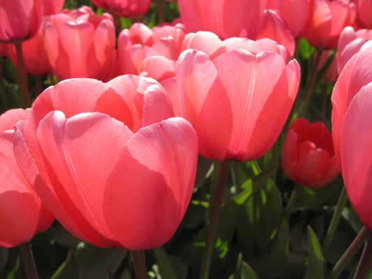 Untreated Tulip Pink Impression® flower bulbs size 12/+ (1012300) for individuals