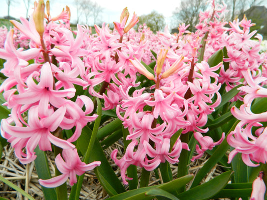 Untreated Hyacinthus Pink Pearl flower bulbs size 16/17 (3004500) for individuals