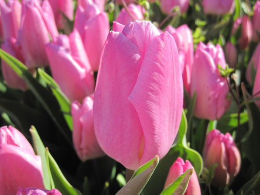 Bulbes Tulipe Pink Prince Bio Calibre 11 - Ref tpipr11