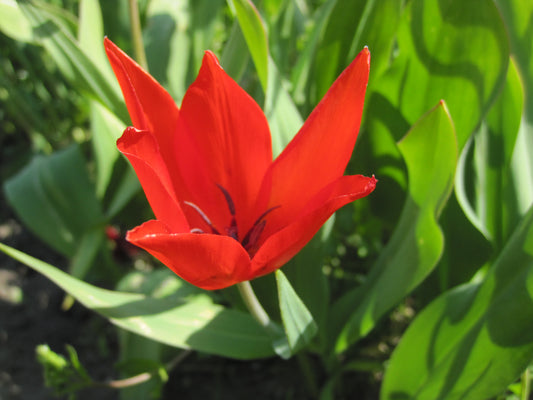 Bulbes Tulipe Tulipa praestans 'Zwanenburg' Bio Calibre 5 - Ref tzwan05