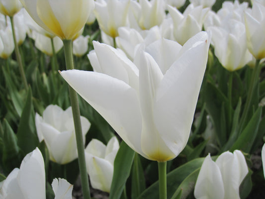 Untreated Tulip Purissima flower bulbs size 12/+ (1013300) for individuals