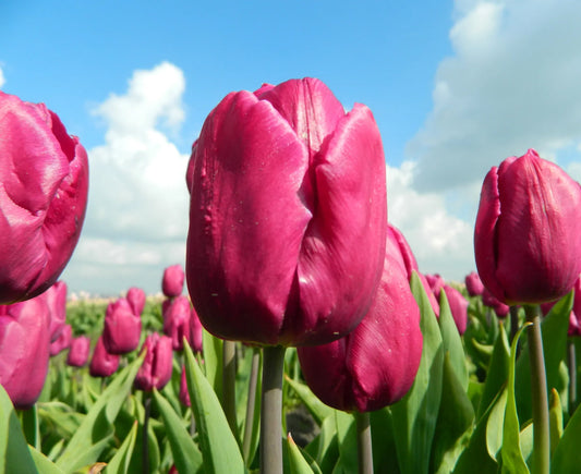 Bulbes de fleurs bio Tulipe Single Early Purple Prince calibre 11/12 (tpupr11)