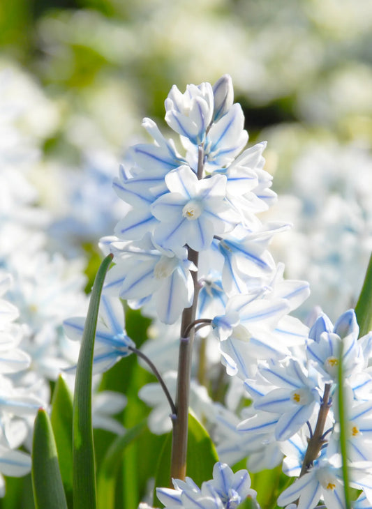 Untreated flower bulbs Puschkinia var. libanotica size 6/+ (3810500) for individuals