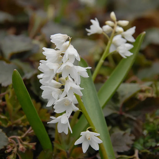 Untreated Puschkinia var. libanotica Alba flower bulbs size 5/6 (3811000) for individuals