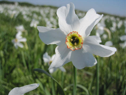 Untreated flower bulbs Narcissus poeticus var. Recurvus size z14/16 (2004600) for individuals