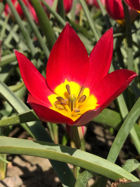 Bulbes de fleurs bio Tulipe humilis Red Beauty calibre 4/+ (trebe05)