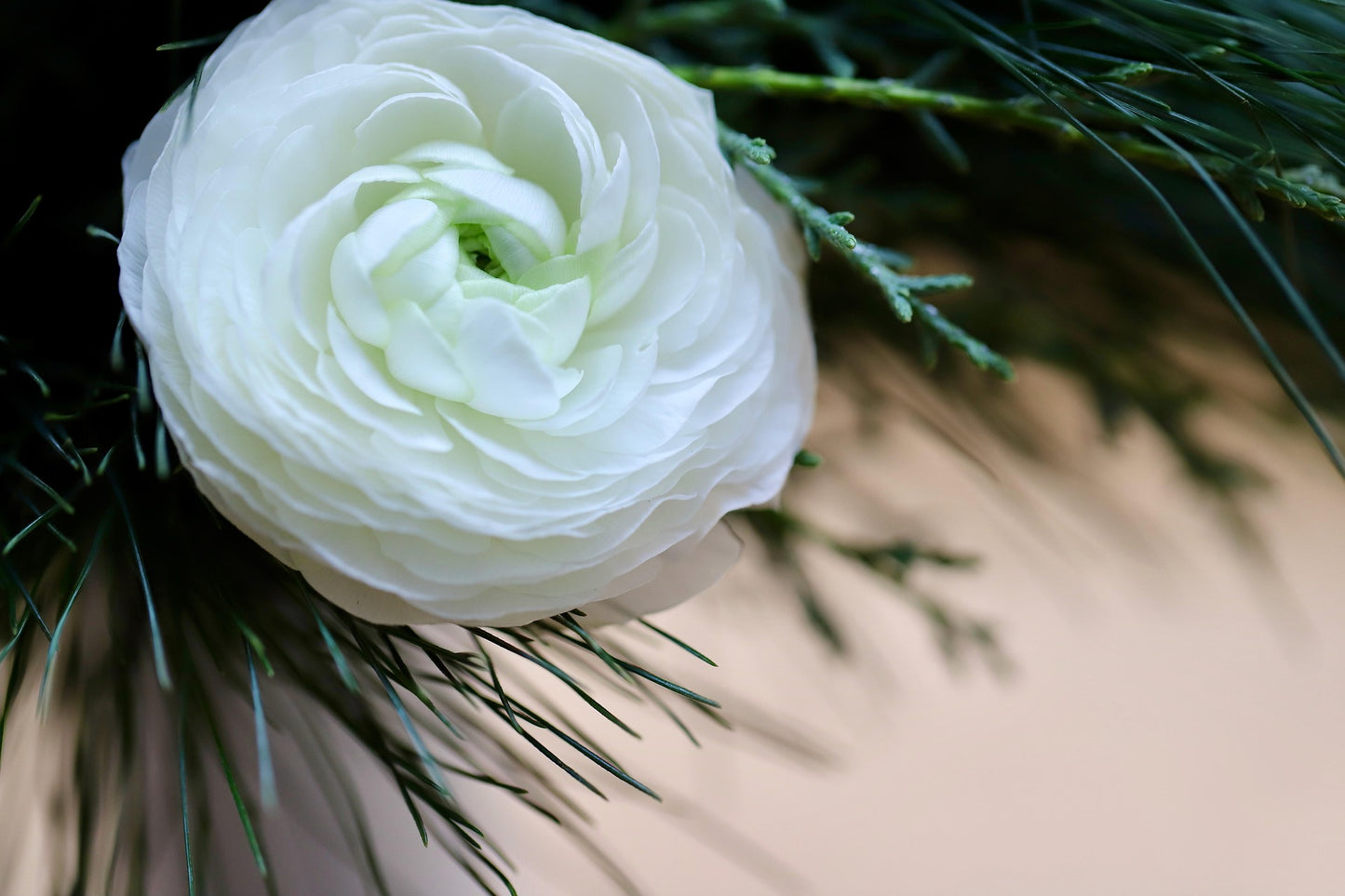 Bulbes de fleurs Non-Traité Renoncule Aviv White calibre 7/8
