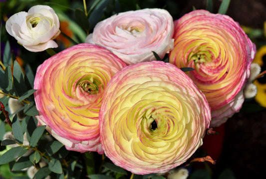 Bulbes de fleurs Non-Traité Renoncule Aviv Mélange calibre 7/8