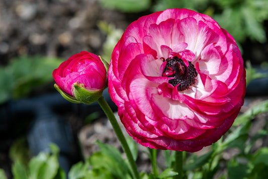 Bulbes de fleurs Non-Traité Renoncule Aviv Picotee Rose calibre 6/7